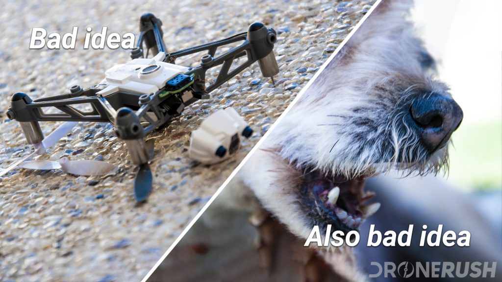 drones taking on animals